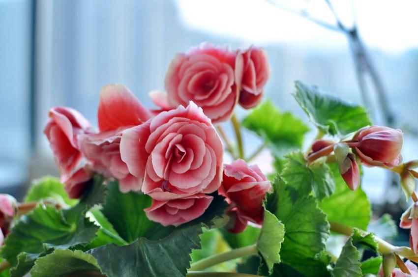 详细阅读:竹节秋海棠种类 竹节秋海棠种类