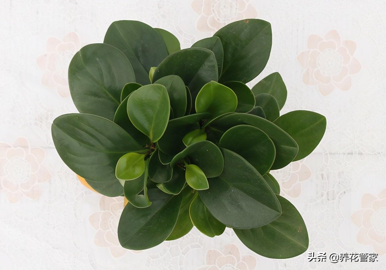 豆瓣绿吸甲醛吗